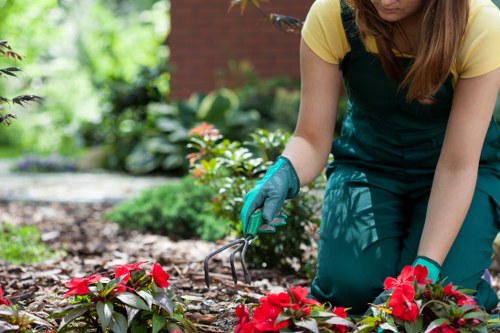 Professional hedge trimming and shrub care in St Pauls Cray