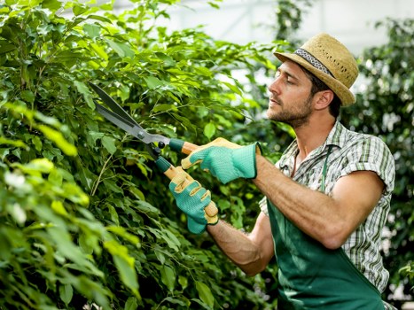 Assessment of gardening workmanship during a complaint investigation